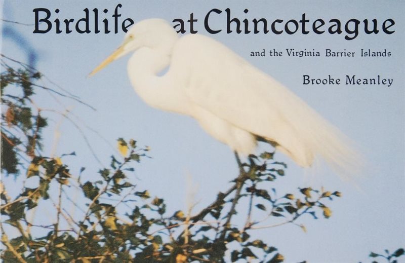 Birdlife at chincoteague & the virginia barrier islands