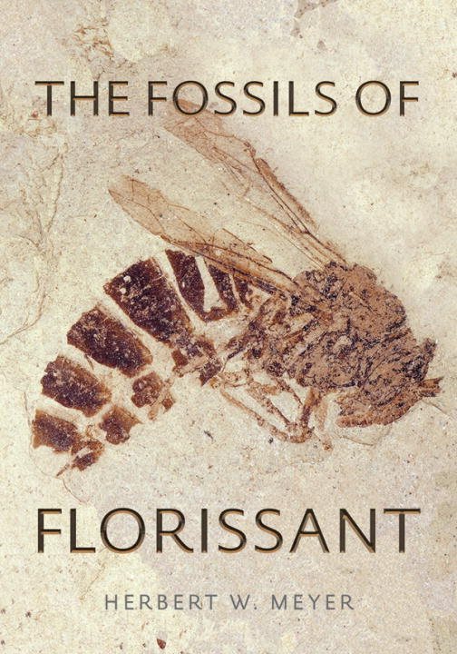 Fossils Of Florissant