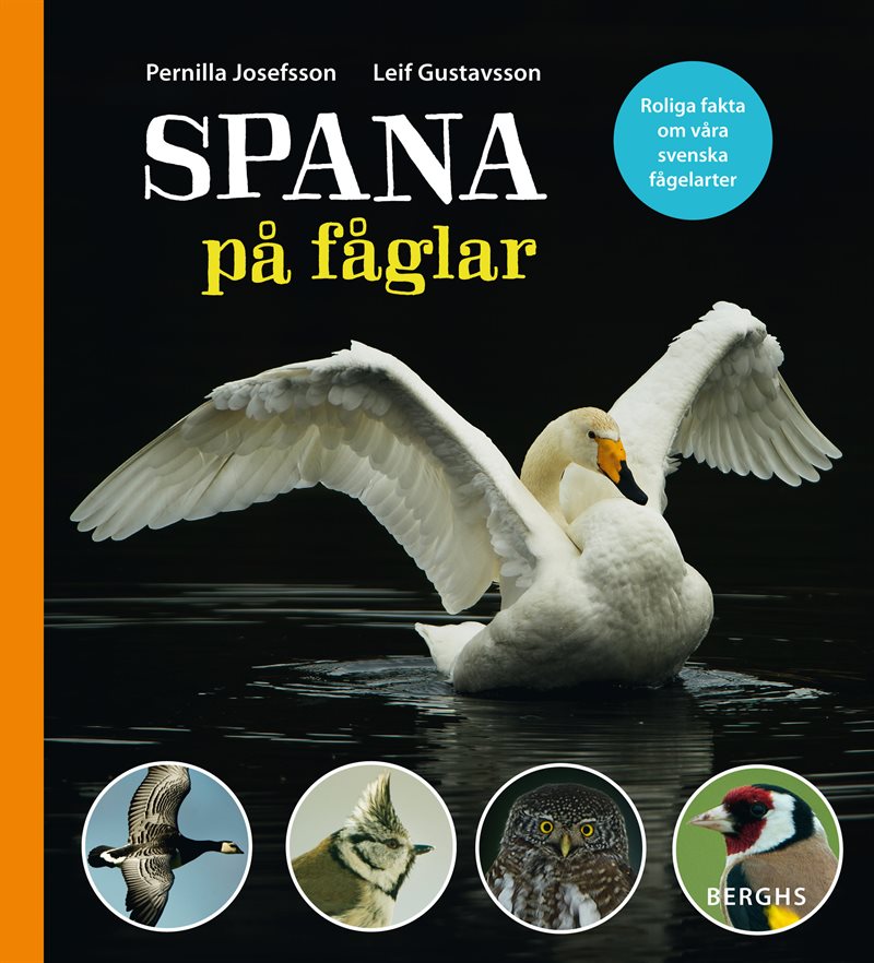 Spana på fåglar