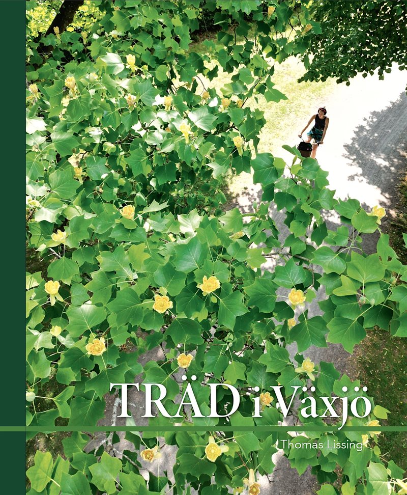 Träd i Växjö