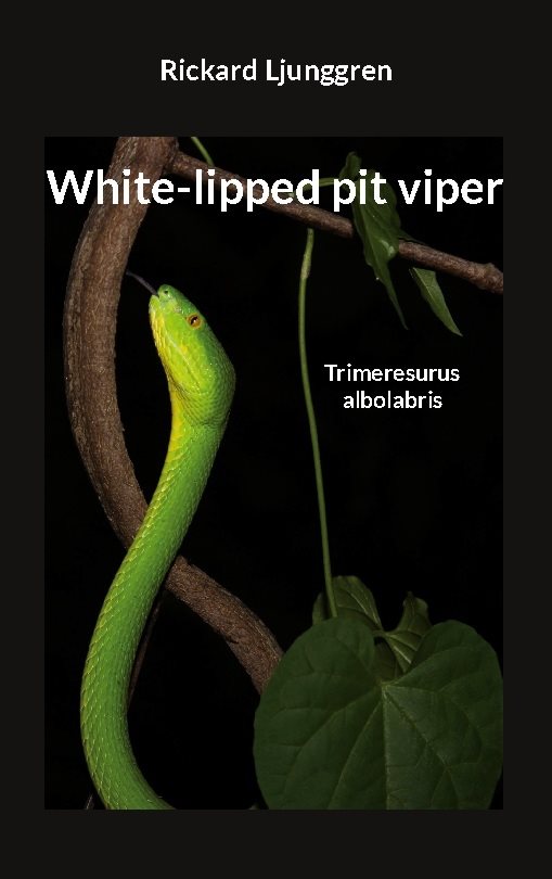 White-lipped pit viper : Trimeresurus albolabris