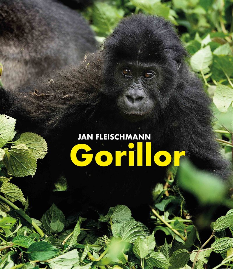 Gorillor : en spännande upptäcktsresa i Kongo