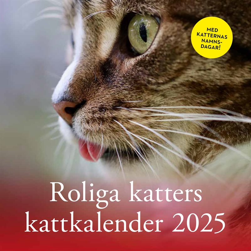 Roliga katters kattkalender 2025